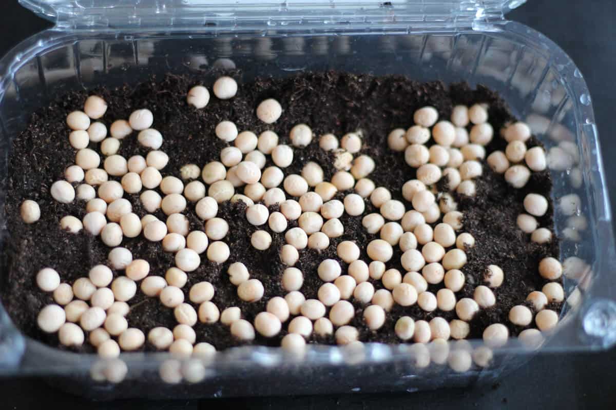 pea seeds on soil in a plastic container