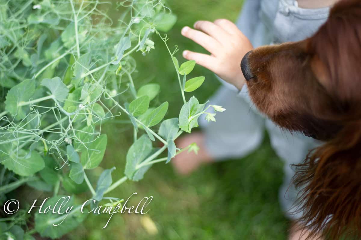 a Childs hand and a dogs nose, picking peas int he garden
