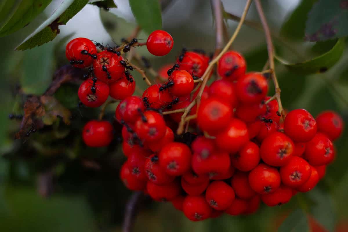 Ants eating the fruit of the rowan tree