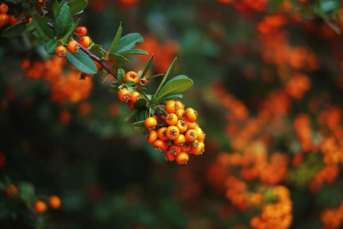 though these berries are similar to rowan berries they are not from the rowan tree!