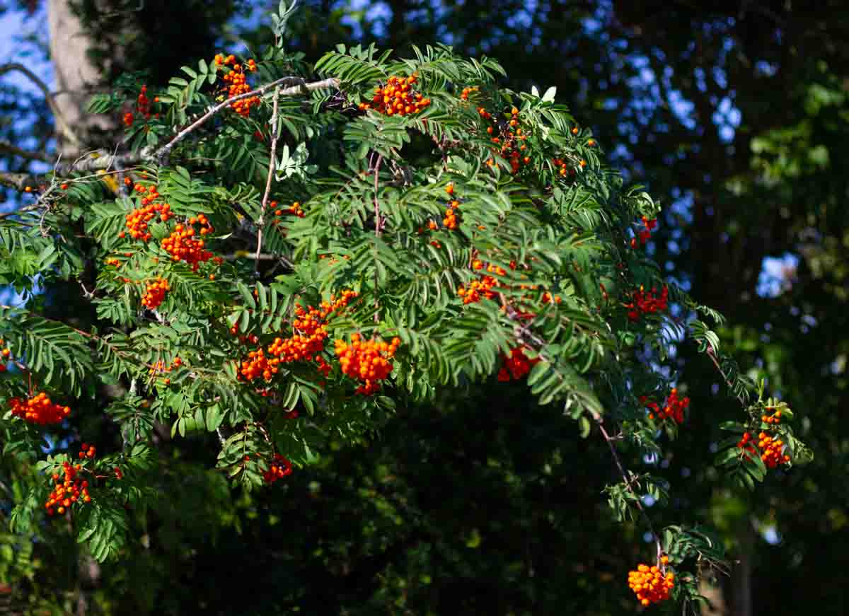 Orange rowan berries on a tree, not yet ripe