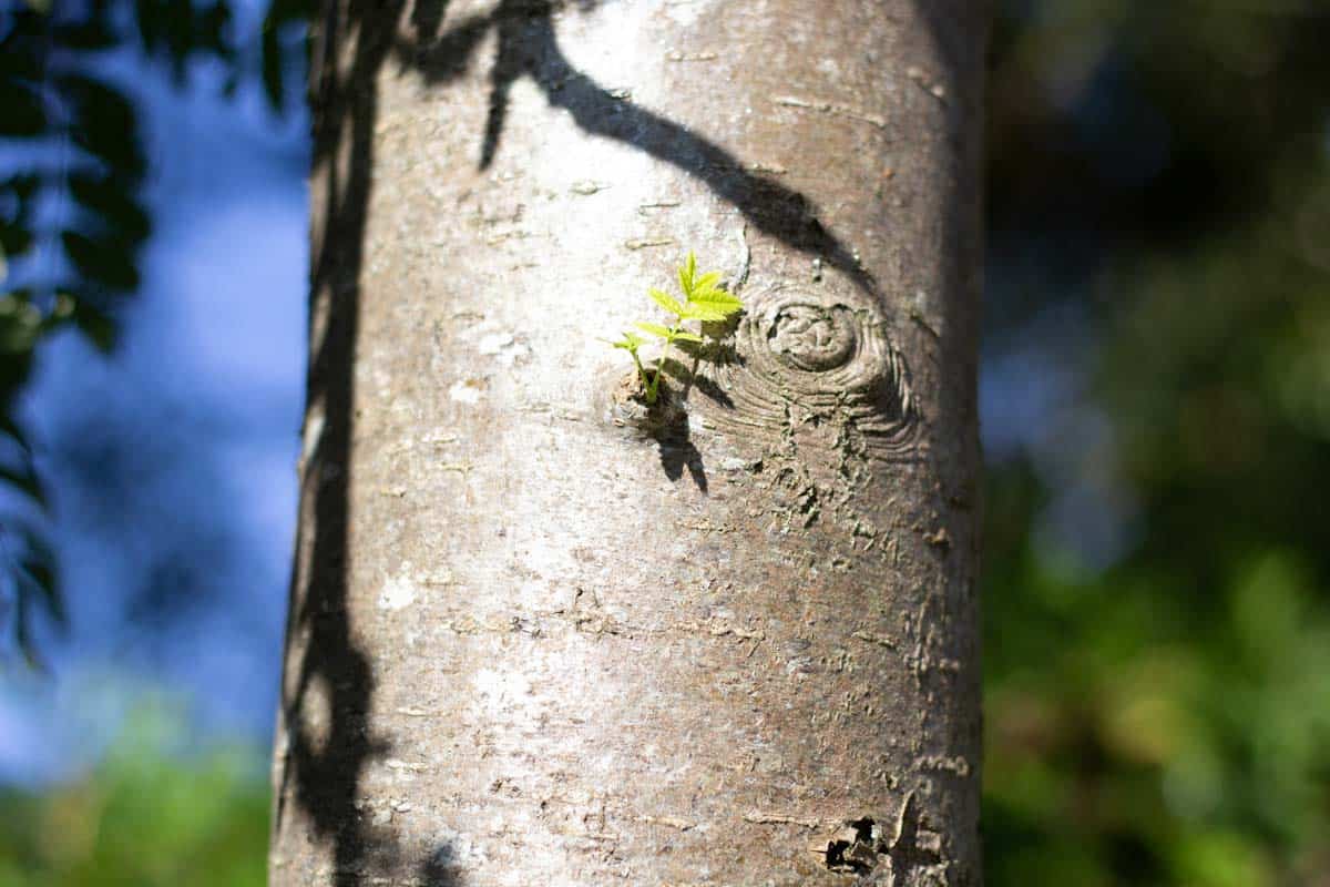 a closeup image of rowan tree bark