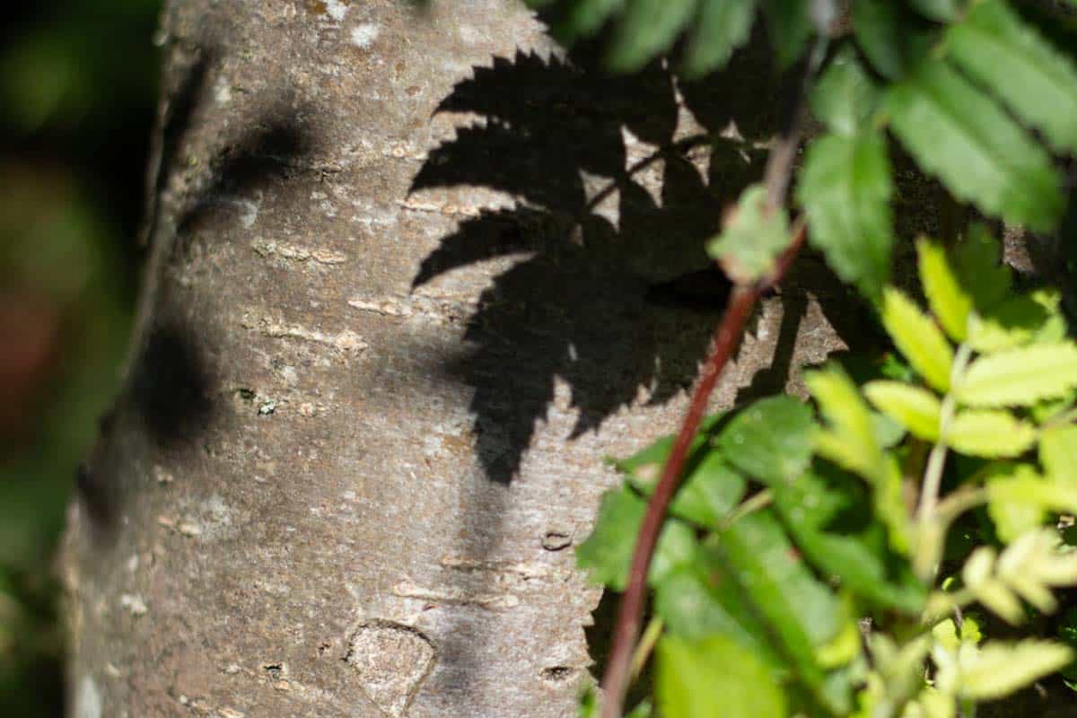 rowan tree bark and leaves