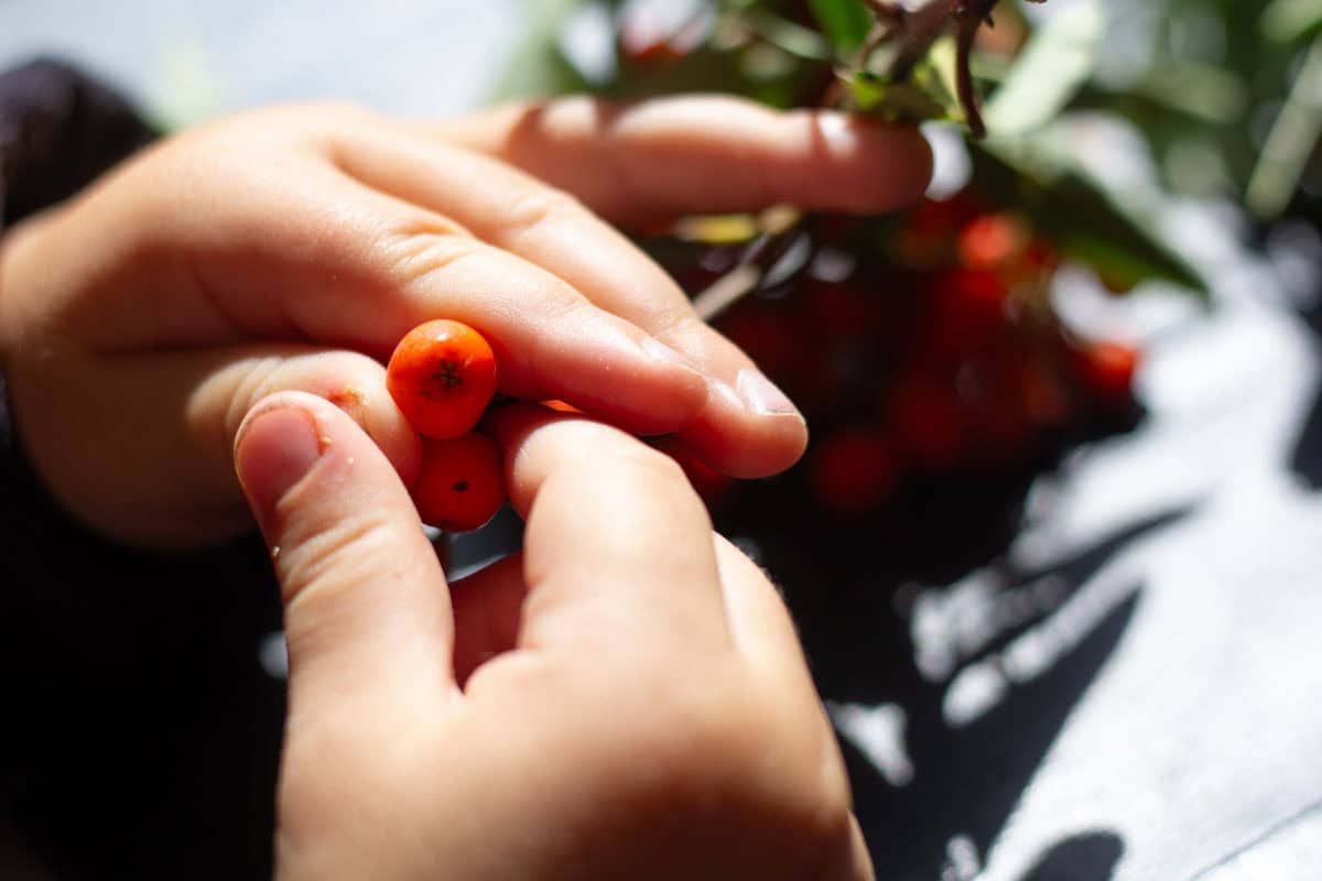 a childs hands holding rowanberries