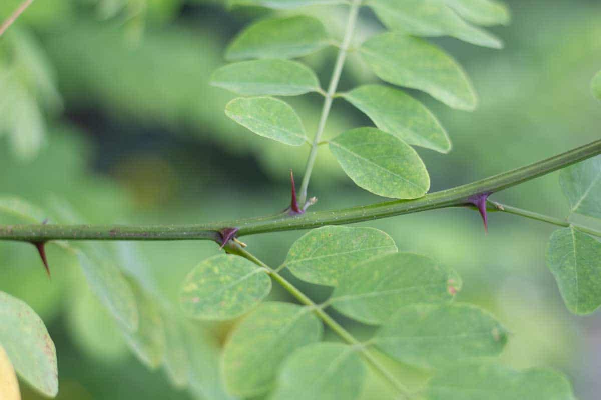 a green plant with sharp thorns