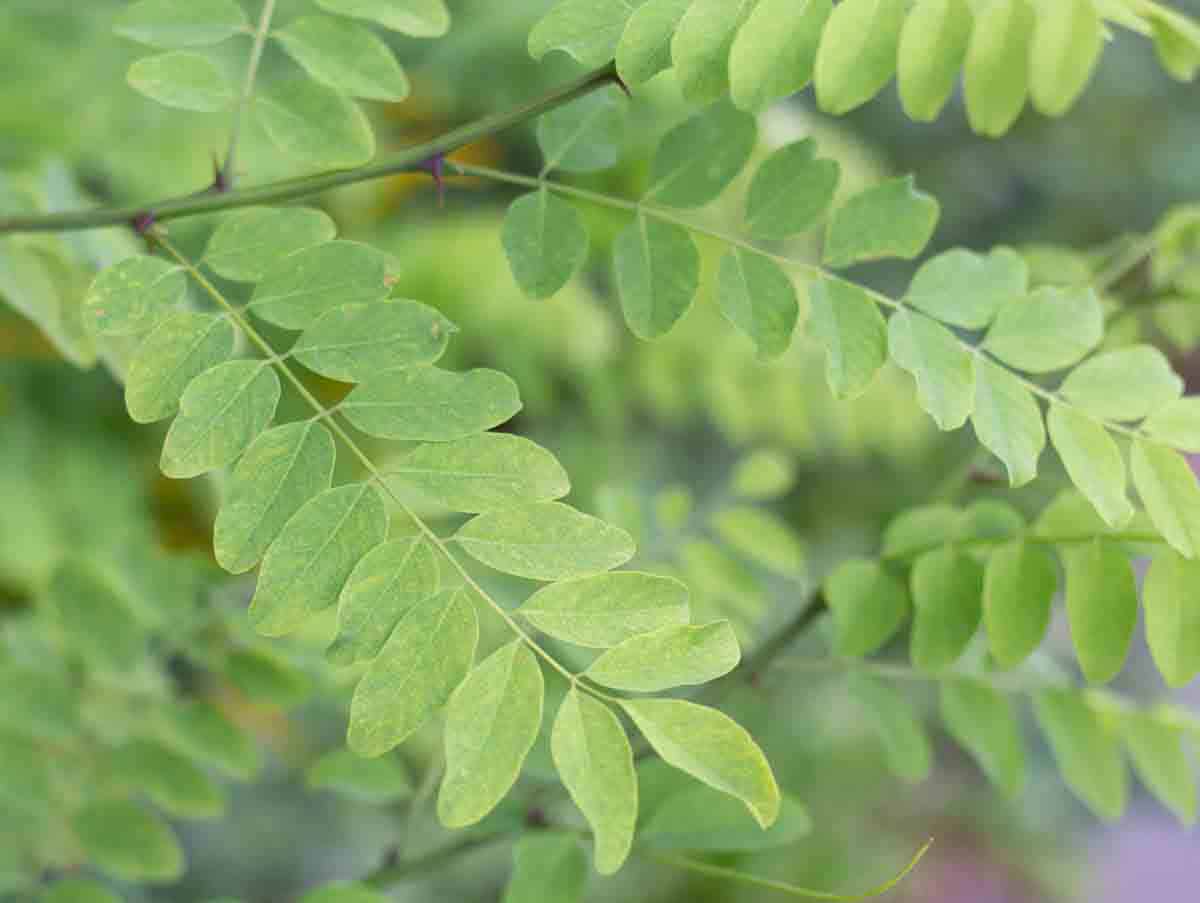 a green plant with feathered leaves and sharp thorns