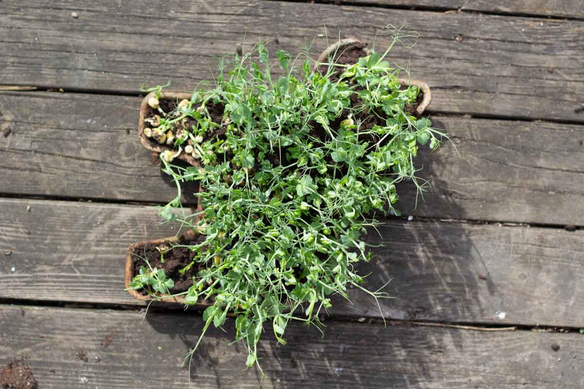 pea shoots growing in a dala horse cake tin