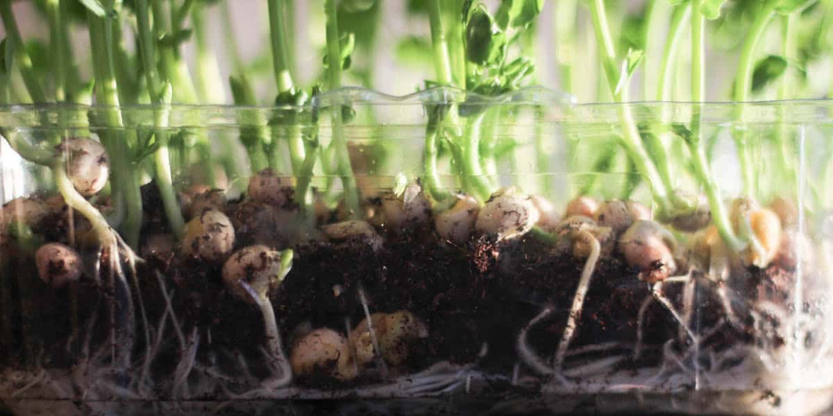 pea roots in a see through container