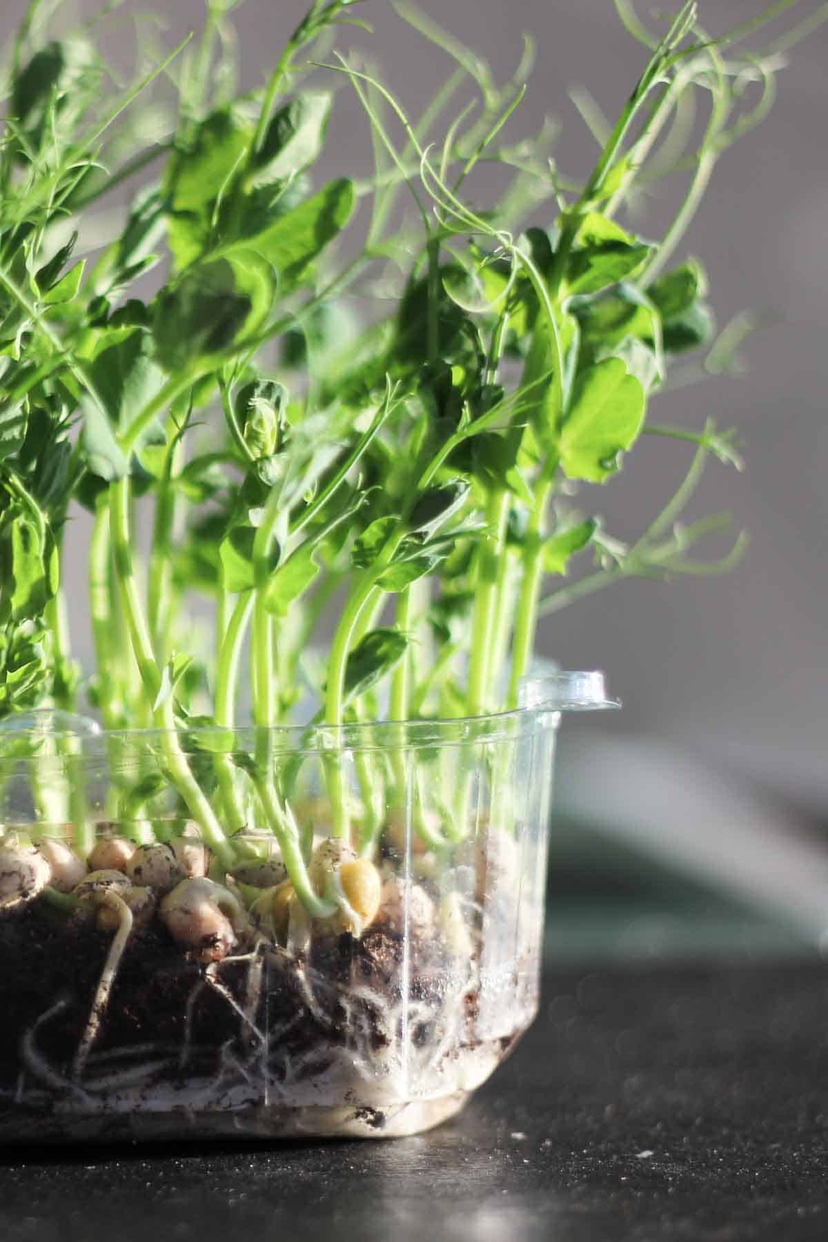 pea shoots and roots growing in a recycled plastic fruit package