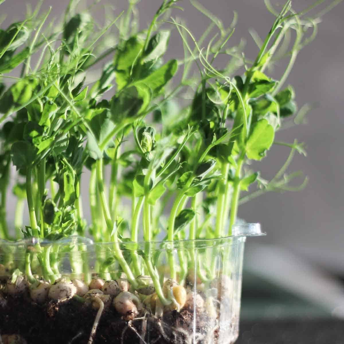pea shoots starting to sprout in a ceramic dish