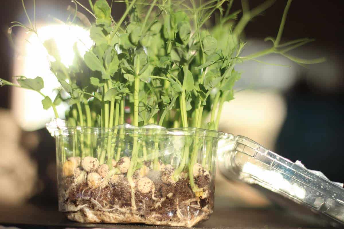 pea shoots growing in a palstic container with a lid
