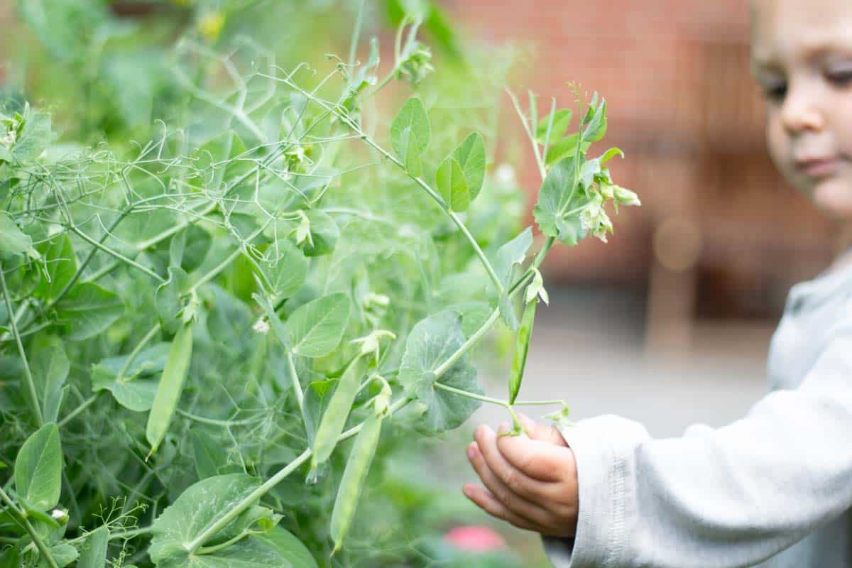 a child pucking pea flowers from peas growing in rased beds