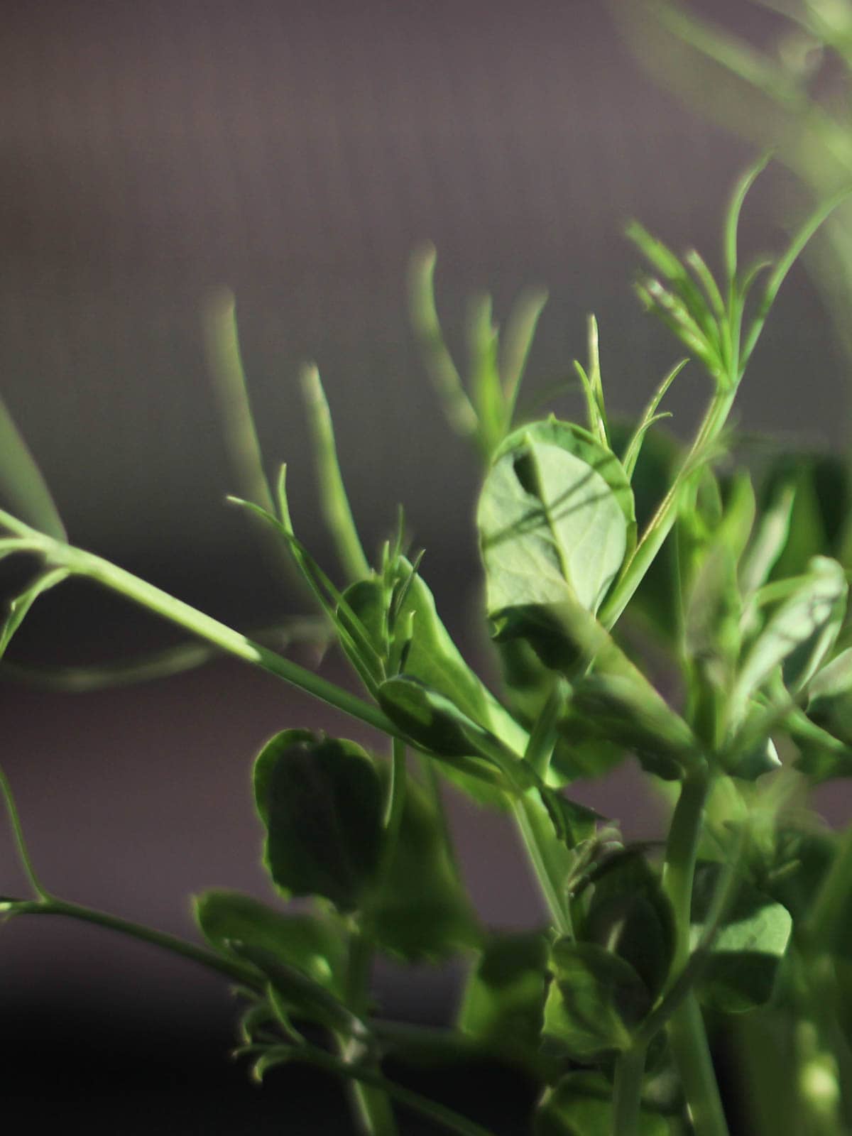 close up of pea shoot tendrils