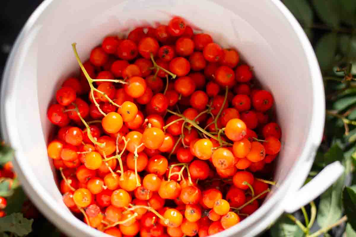 red rowanberries in a white plastic bucket
