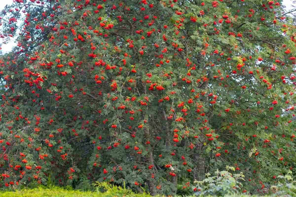 a large rowan tree full of clusters of red rowan berries