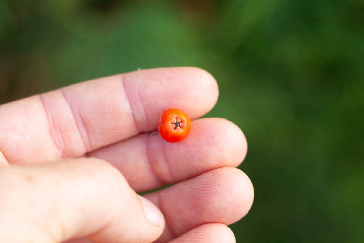 a hand holding a small red rowan berry that has a star shaped point