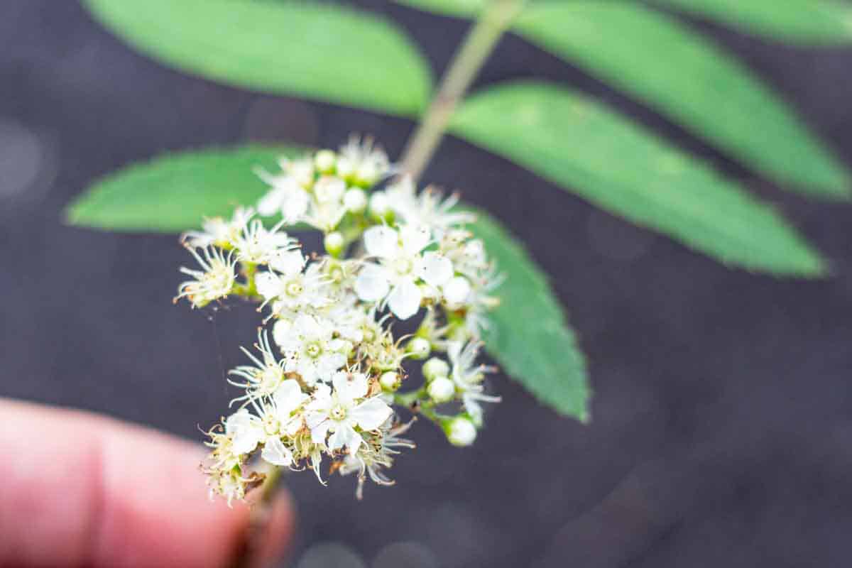 a hand holding a cluster of white rowan tree flowers
