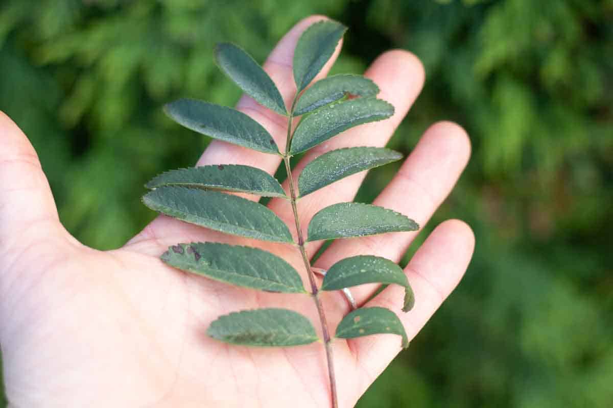 A hand holding a rowan tree leaf