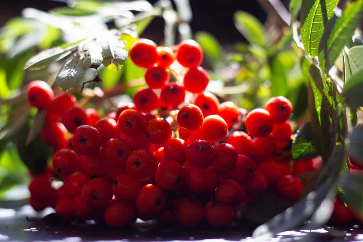 side view of a cluster of rowanberries