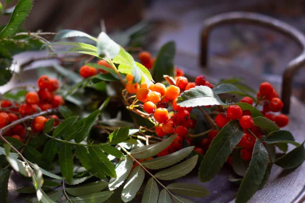 a silver tray filled with rowan berries and rowan tree leaves