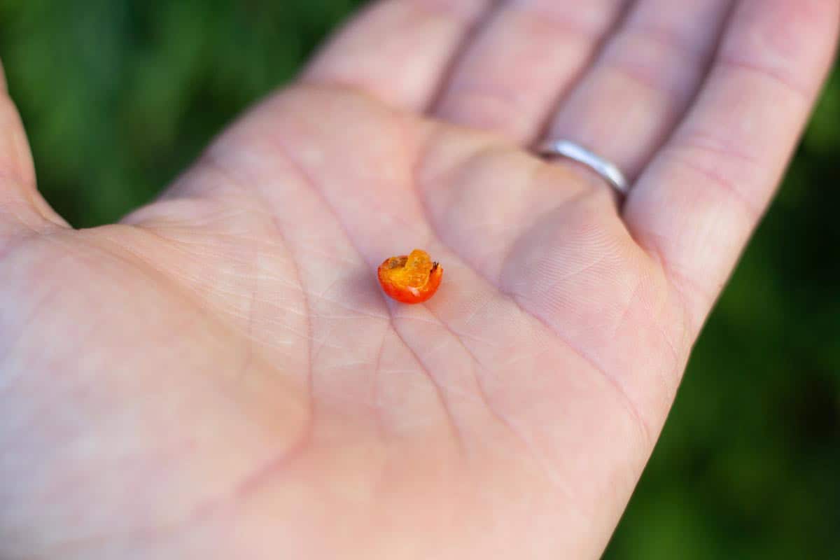 hand holding half a rowan berry